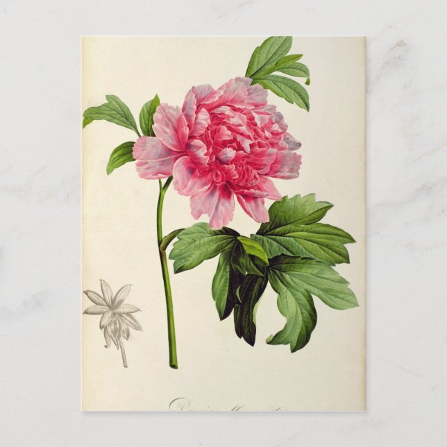 Postal Paeonia Moutan, c.1799 (Anverso)