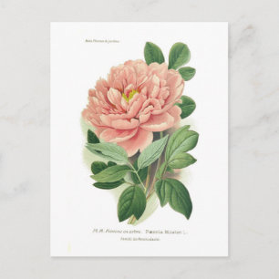 Postal Paeonia moutan (Peony)