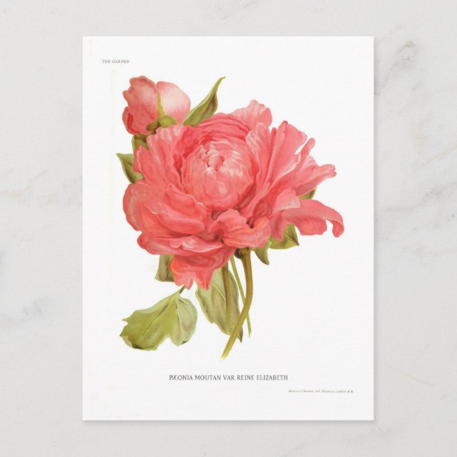 Postal Paeonia moutan var Reine Elizabeth (Anverso)