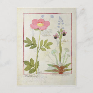 Postal Paeonia o Peony, y los miantos de Orchis