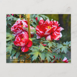 Postal Paeonia "Shima-nishiki" [Postal]