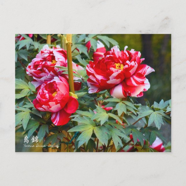 Postal Paeonia "Shima-nishiki" [Postal] (Anverso)