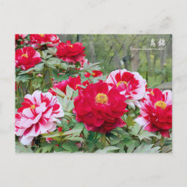 Postal Paeonia "Shima-nishiki" [Postal]
