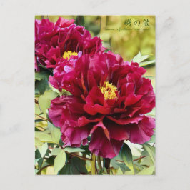 Postal Paeonia suffruticosa "Isono-nami" [Postal]