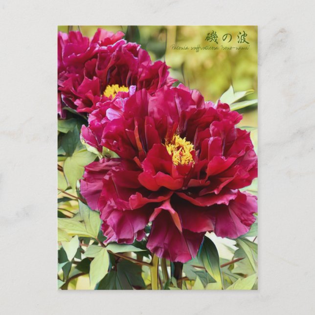 Postal Paeonia suffruticosa "Isono-nami" [Postal] (Anverso)