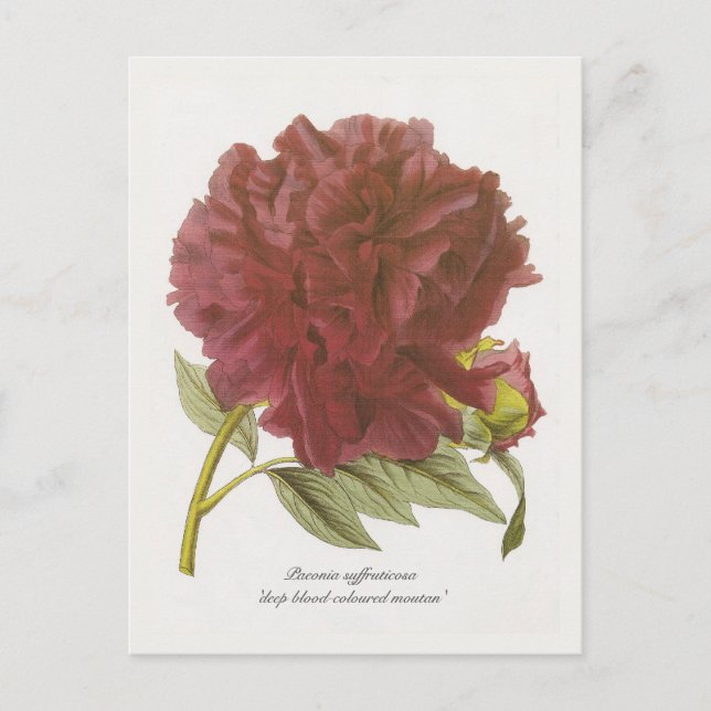 Postal Paeonia suffruticosa 'moutan hondo-coloreada' (Anverso)