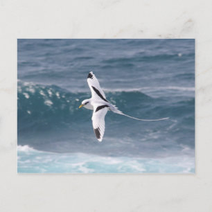 Postal Paille-en-queue