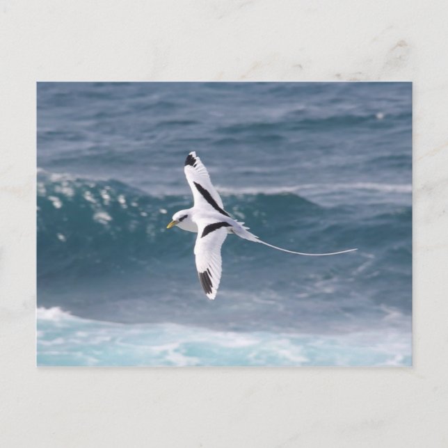 Postal Paille-en-queue (Anverso)