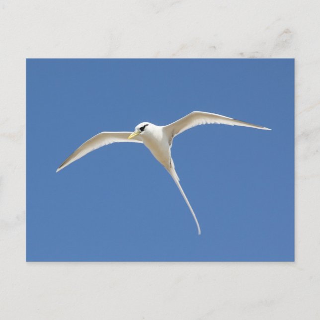 Postal Paille-en-queue (Anverso)