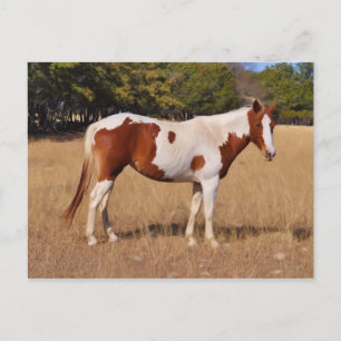 Postal Paint