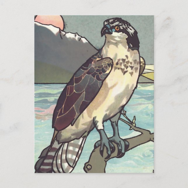 Postal Paint By Number Hawk (Anverso)