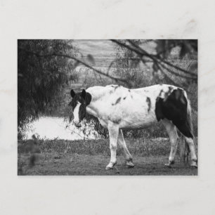 Postal Paint Horse