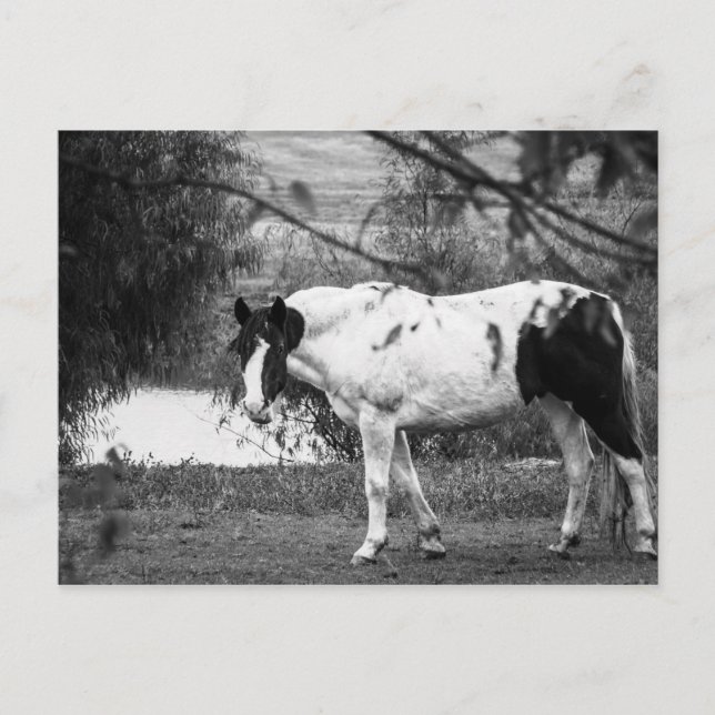 Postal Paint Horse (Anverso)