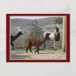 Postal Paint Horse Alpaca Postcard