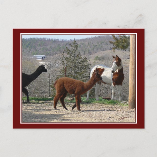 Postal Paint Horse Alpaca Postcard (Anverso)