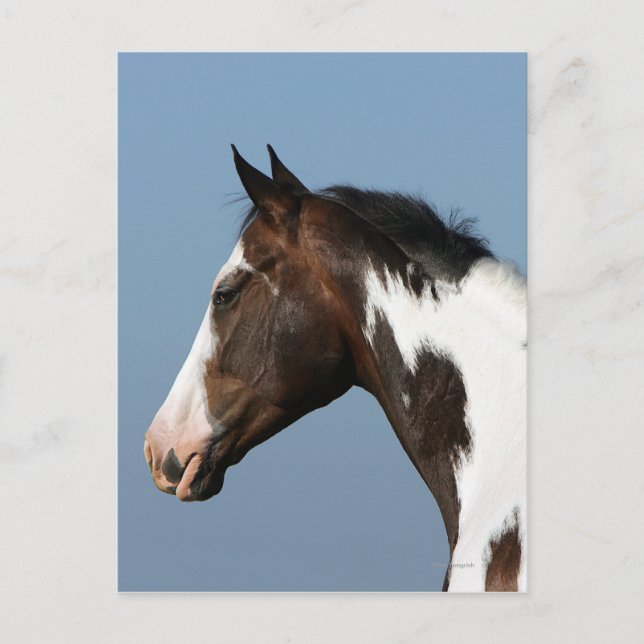 Postal Paint Horse Headshot 1 (Anverso)