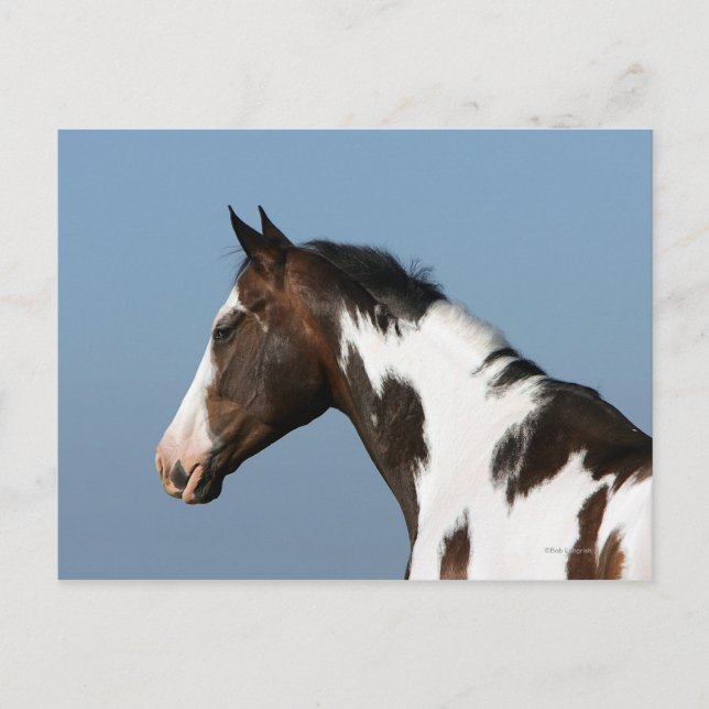 Postal Paint Horse Headshot 1 (Anverso)