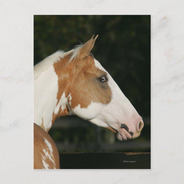 Postal Paint Horse Headshot 2 (Anverso)