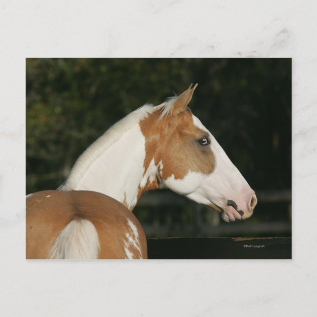 Postal Paint Horse Headshot 2
