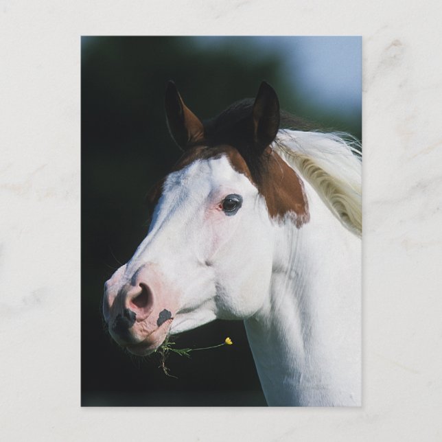 Postal Paint Horse Headshot 3 (Anverso)
