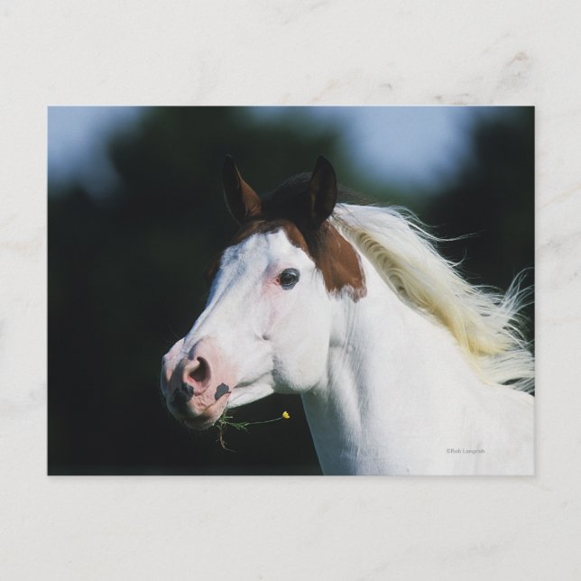 Postal Paint Horse Headshot 3 (Anverso)