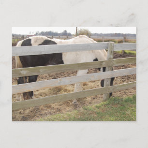 Postal Paint Horse/Pinto