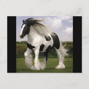 Postal Paint Horse Postcard