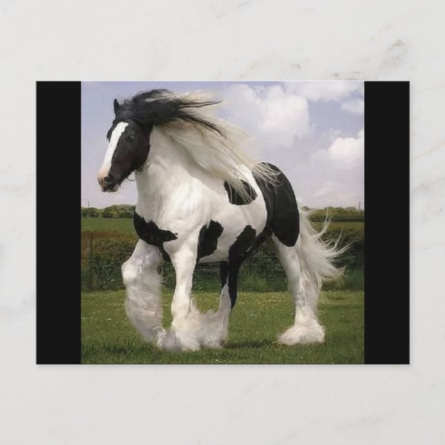 Postal Paint Horse Postcard (Anverso)