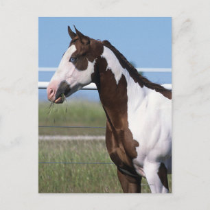 Postal Paint Horse Standing