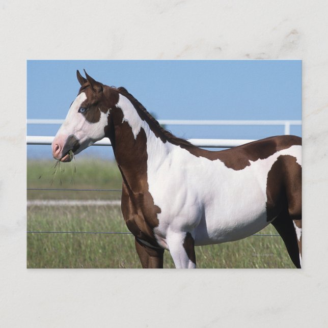 Postal Paint Horse Standing (Anverso)