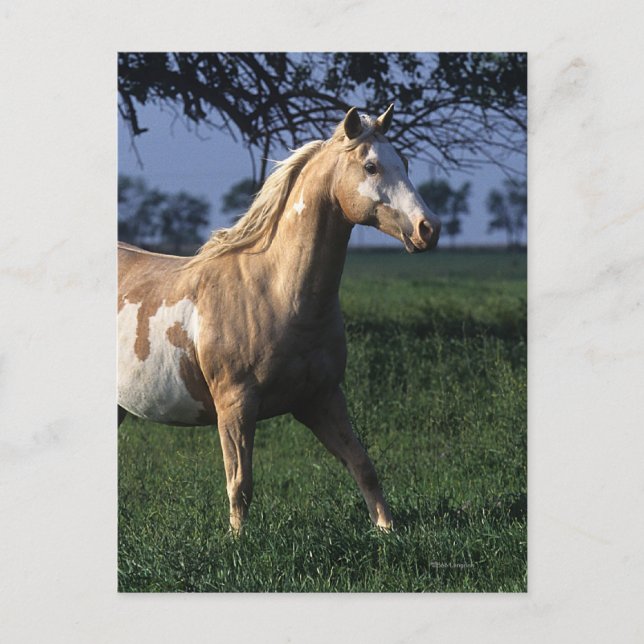 Postal Paint Horse Standing 2 (Anverso)