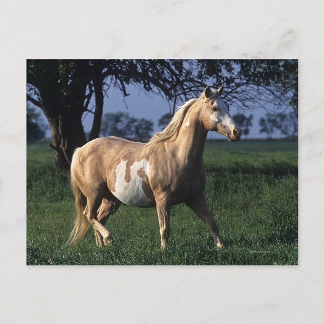 Postal Paint Horse Standing 2 (Anverso)