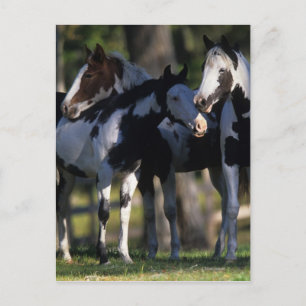 Postal Paint Horses