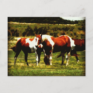 Postal Paint Horses