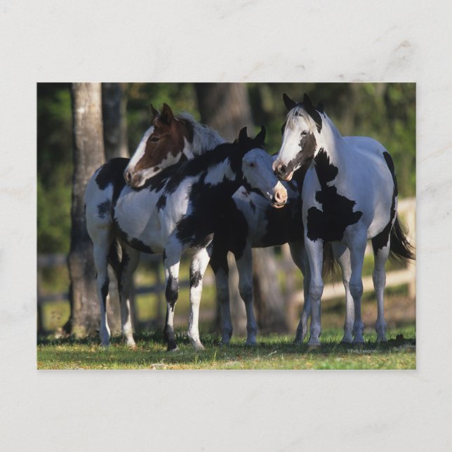 Postal Paint Horses (Anverso)