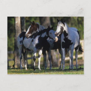 Postal Paint Horses