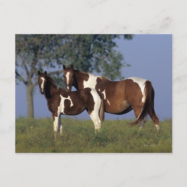 Postal Paint Mare & Foal (Anverso)