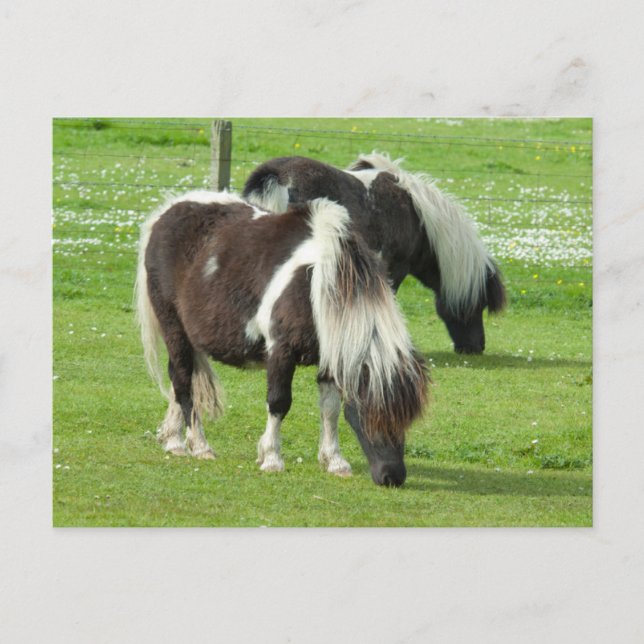 Postal Paint Ponies de Purebred Shetland (Anverso)