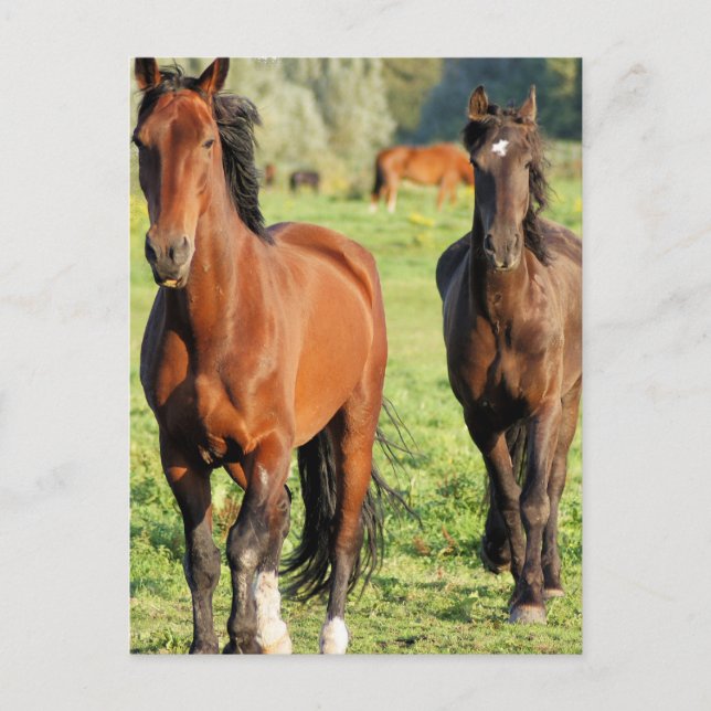 Postal Pair of Morgans Postcard (Anverso)