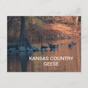 Postal PAÍS DE KANSAS, GEESE Postcard