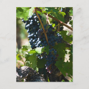 Postal País Vino de Colorado