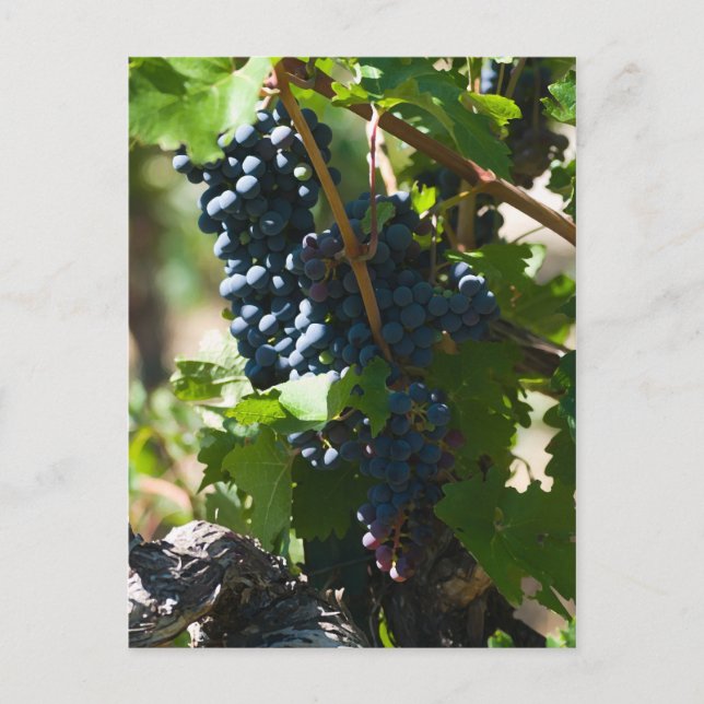 Postal País Vino de Colorado (Anverso)