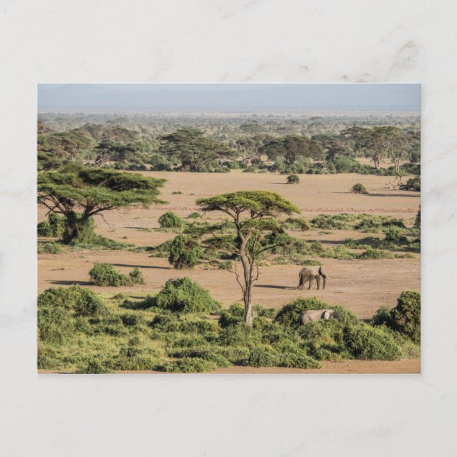 Postal Paisaje africano con elefante (Anverso)