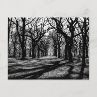 Paisaje blanco y negro en Central Park