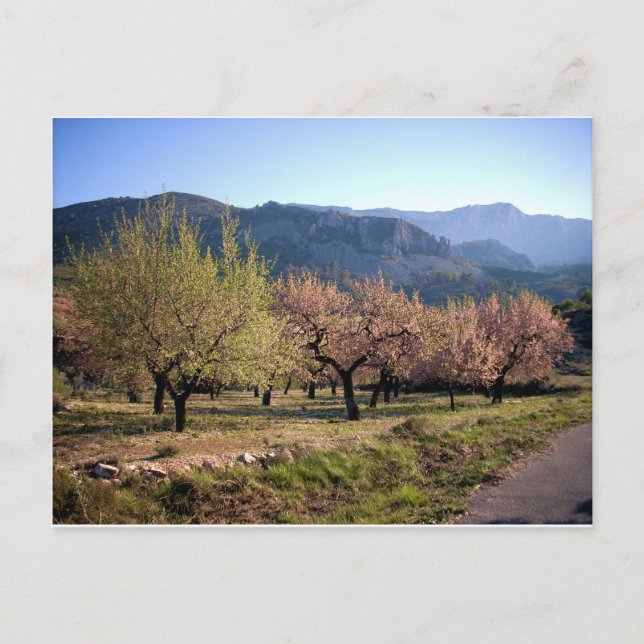 Postal Paisaje campestre con árboles, Alicante, España (Anverso)