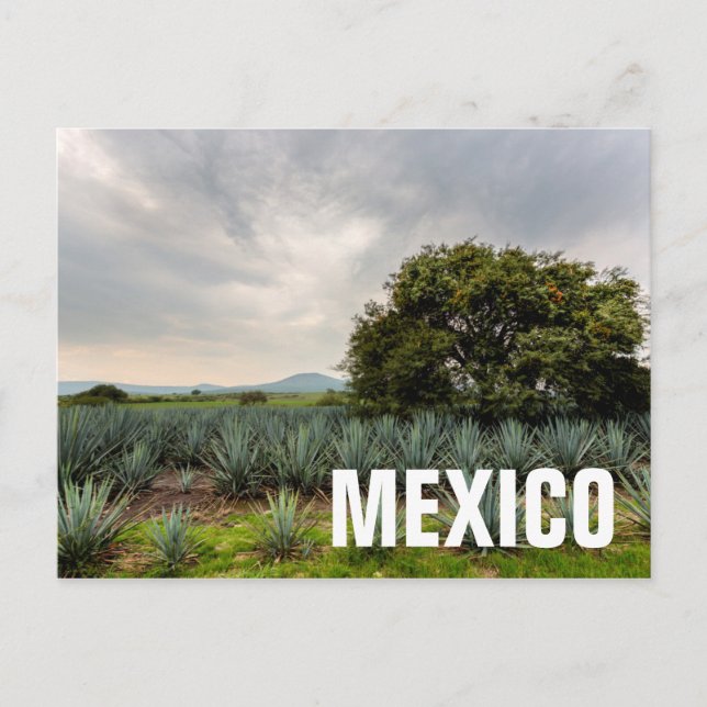 Postal Paisaje Con Agave Azul (Anverso)