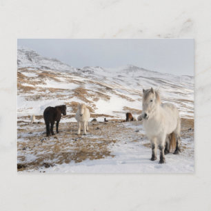 Postal Paisaje con caballos islandeses