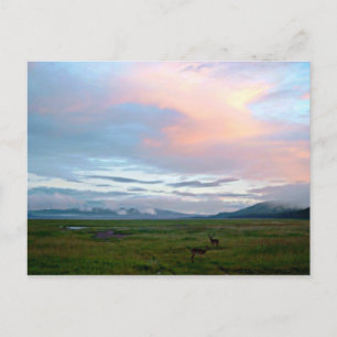 Postal Paisaje con cielo azul melocotón y antílopes