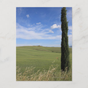 Postal Paisaje con Cypress