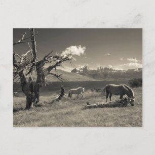 Postal Paisaje con los caballos